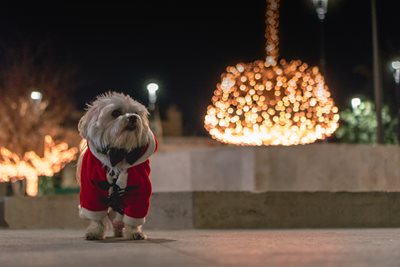 A Dog Is For Life, Not Just For Christmas